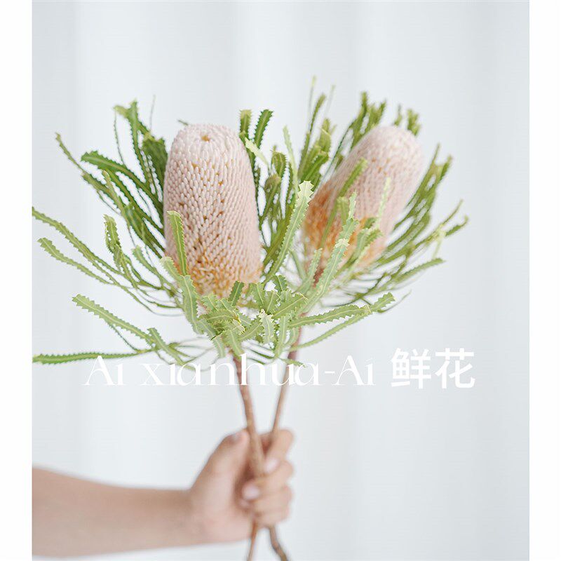 自然风可永久存放自然色班克木鲜花插花水养可直接干插做干花送花