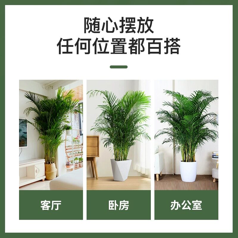 散尾葵凤尾竹盆栽室内客厅大型绿植吸甲醛植物四季常青富贵椰花卉
