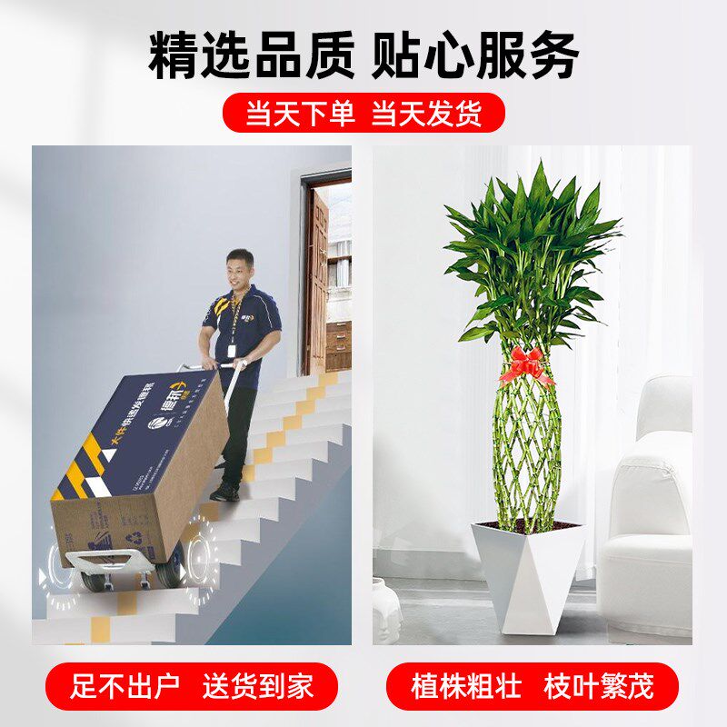 富贵竹笼客厅大盆栽大型绿植物竹编新房办公室旺宅室内观音竹土培