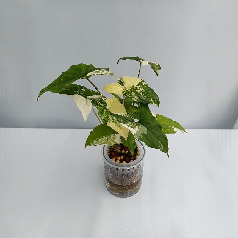 纯水培白锦合果芋水培绿植室内好养水培植物花卉盆栽绿植