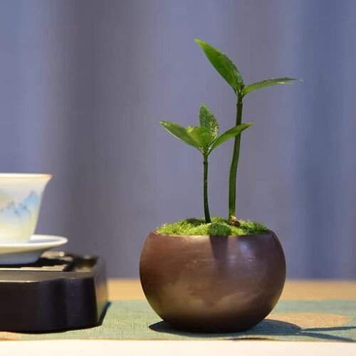 竹柏盆栽室内办公茶几桌面中式小摆件幸运树盆景观赏小摆件好养活