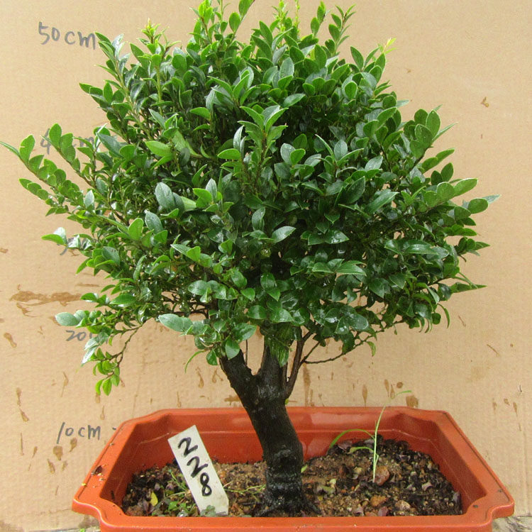 小叶檀香紫檀盆景树桩室内窗台绿植盆栽四季常青植物黑骨茶黑檀木