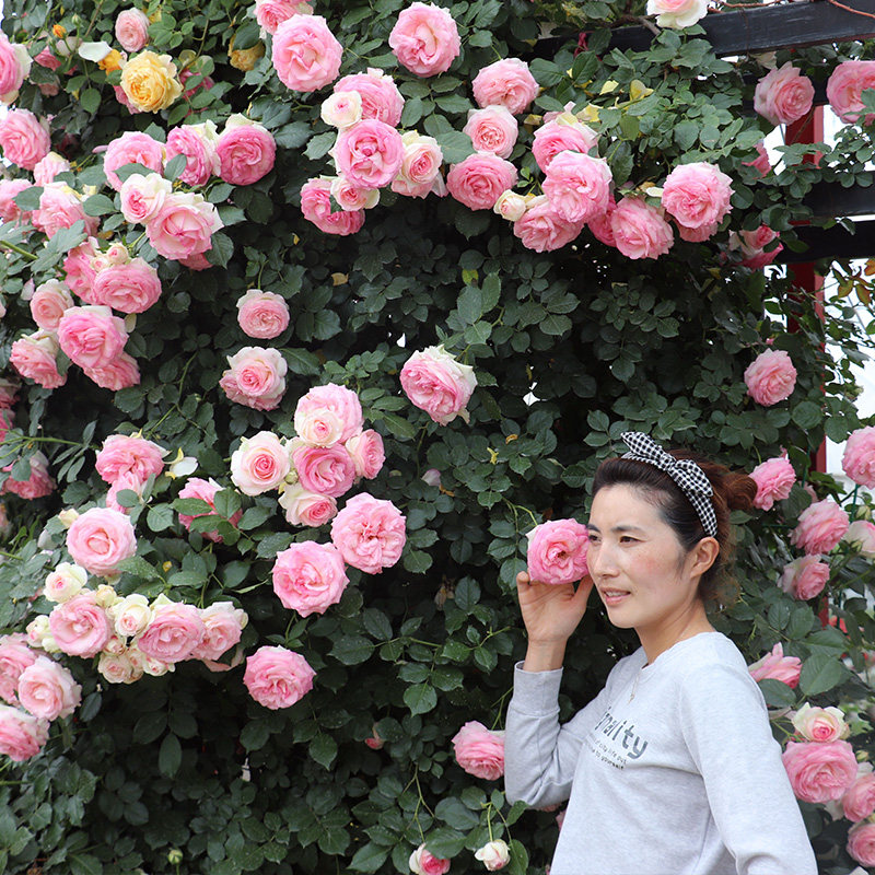 藤本月季花苗特大花浓香型四季开花不断庭院阳台爬藤植物蔷薇花苗