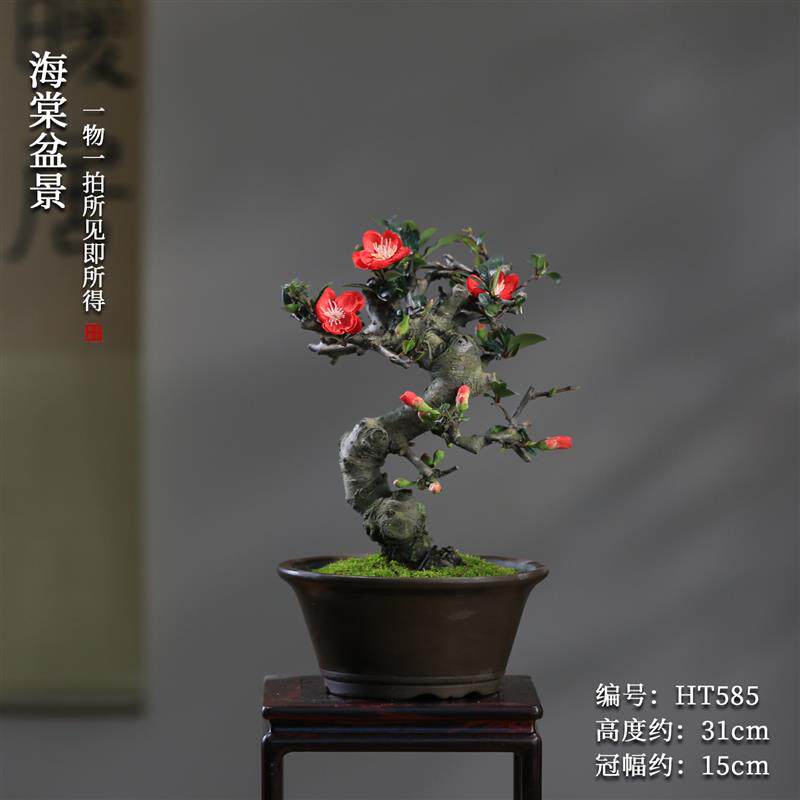 贴梗海棠花盆栽会开花好养易活阳台庭院花卉一物一拍老桩植物盆景