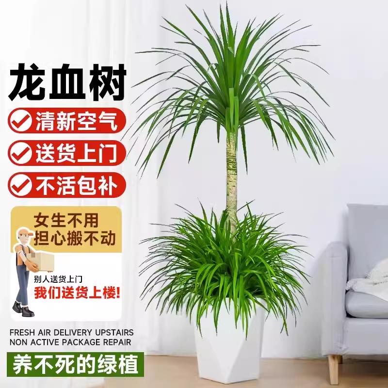 龙血树客厅盆栽绿植室内大型好养多头龙须树龙铁树苗花卉盆景植物
