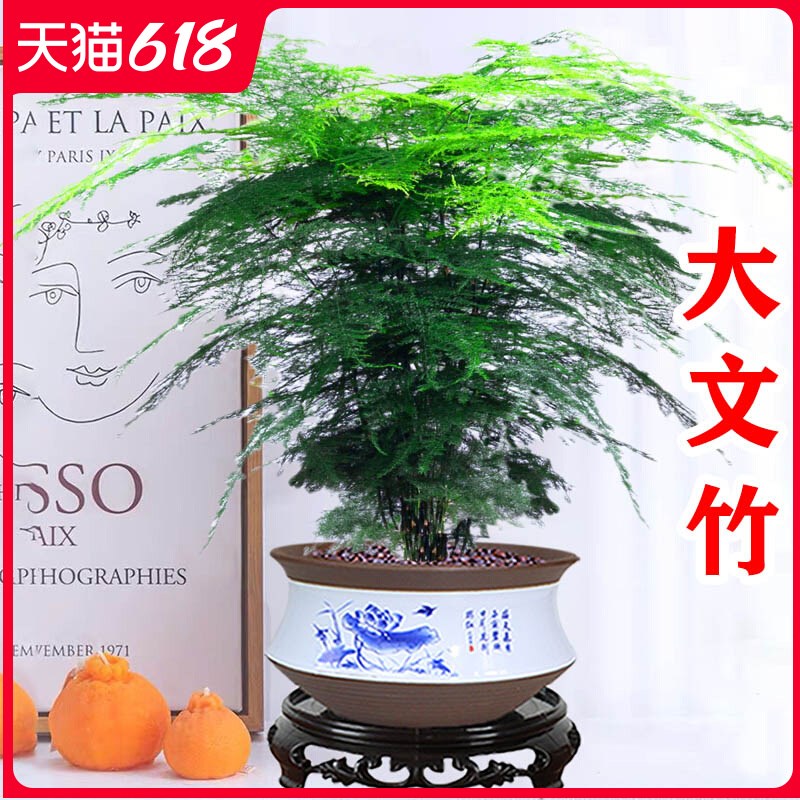 文竹盆栽室内办公室盆景桌面水培植物四季常青好养活花卉高端大苗