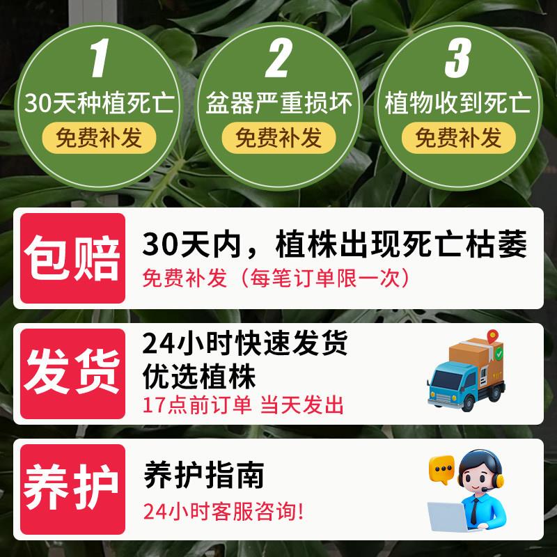 龟背竹客厅大盆栽老桩大叶室内大型落地绿植物高级感盆景懒人好养