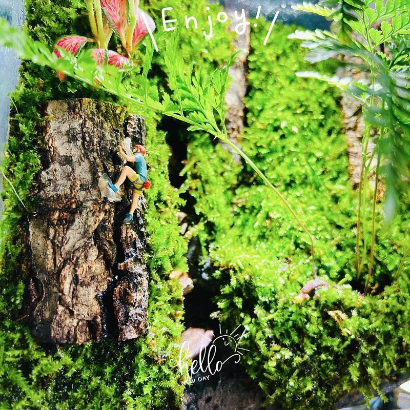 台藓微景观生态雨林缸造景办公桌面植物盆景生态瓶成品缸绿植盆栽