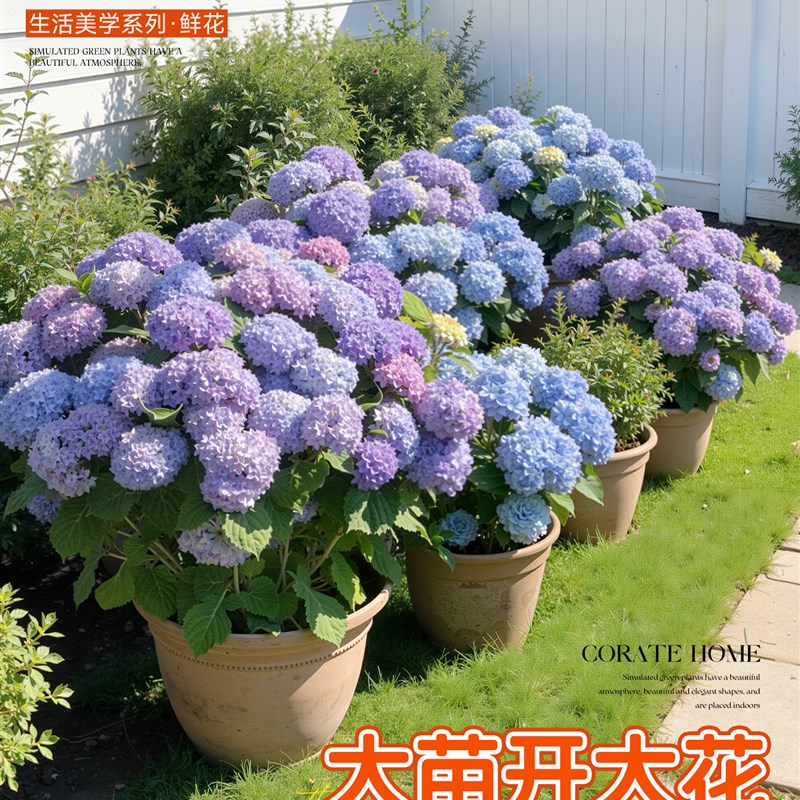 绣球花盆栽带花苞无尽夏花苗花卉四季鲜花阳台庭院室内绿植物开花