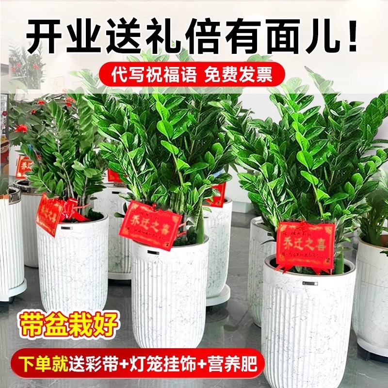金钱树盆栽客厅办公室内大花盆旺宅树大型绿植物大棵乔迁开业送礼
