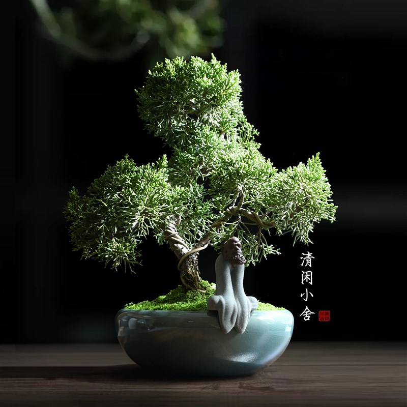 真柏室内盆栽四季常青庭院盆景办公室桌面绿植好养活植物创意礼物