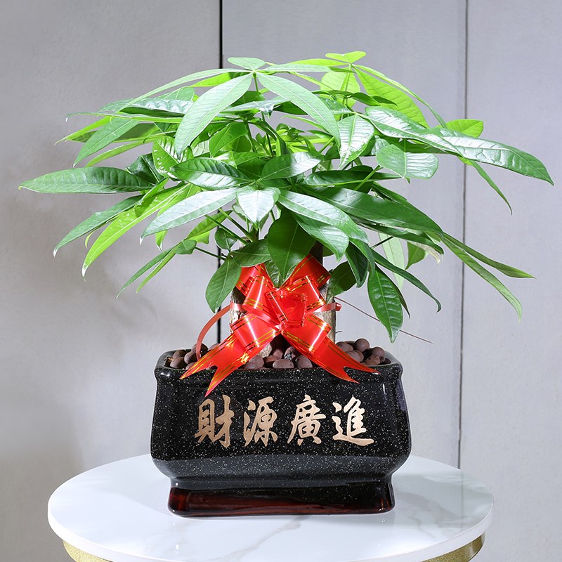 发财树盆景大中小号开业乔迁送礼桌面绿植室内好养四季常青盆栽
