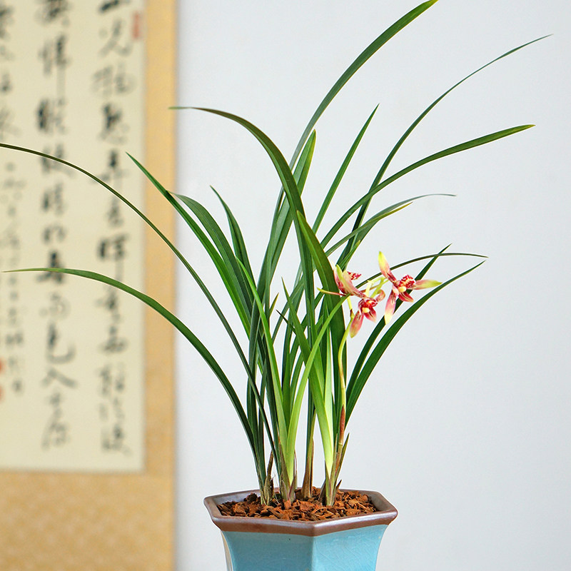 玉红双娇逸红国魂兰花草国兰建兰桌面中式高端盆栽花卉盆景香味