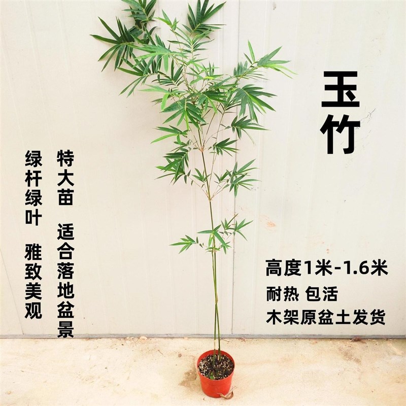 玉竹盆栽高档竹子盆景超大号落地盆栽室内绿植办公室庭院观赏竹子