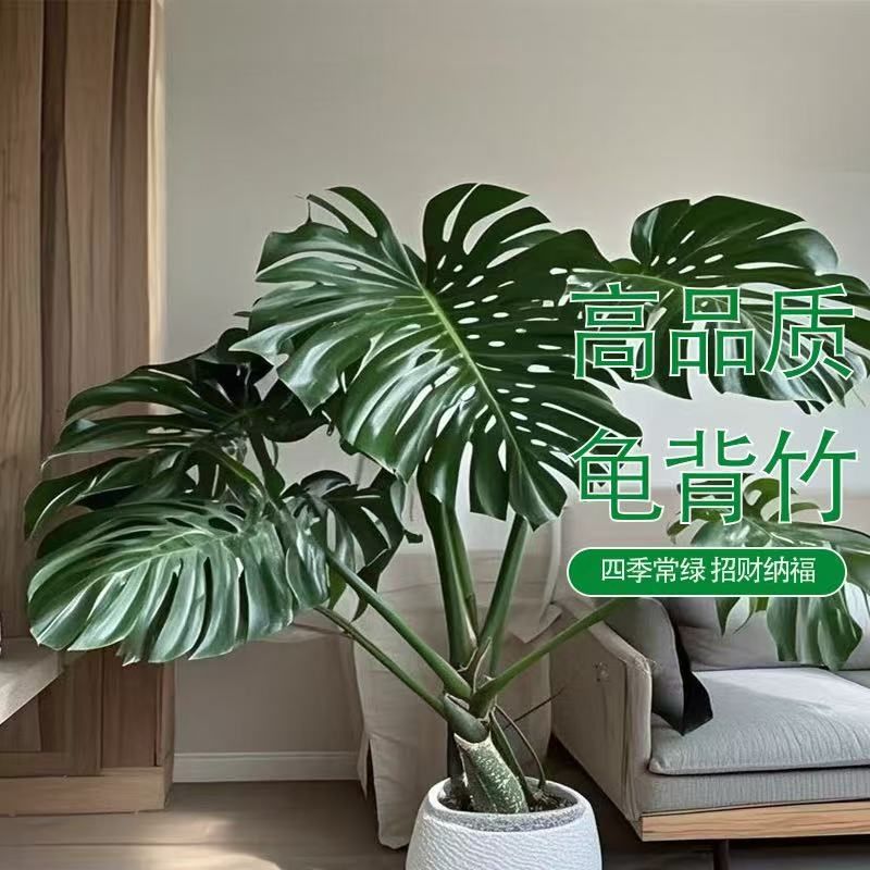 大叶精品龟背竹盆栽高庄老庄客厅绿植四季常青净化空气一物一拍