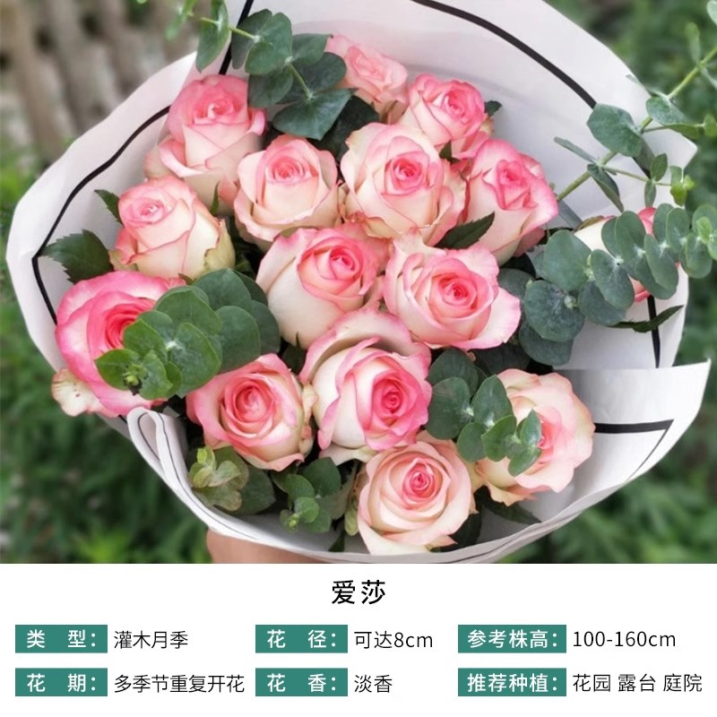 灌木切花月季爱莎/艾莎月季花苗盆栽庭院玫瑰品种花 玫瑰花苗地载