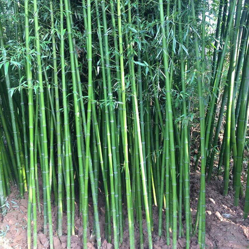 竹子苗庭院竹苗四季常青竹耐寒耐旱四季竹花园植物竹子盆栽观赏竹