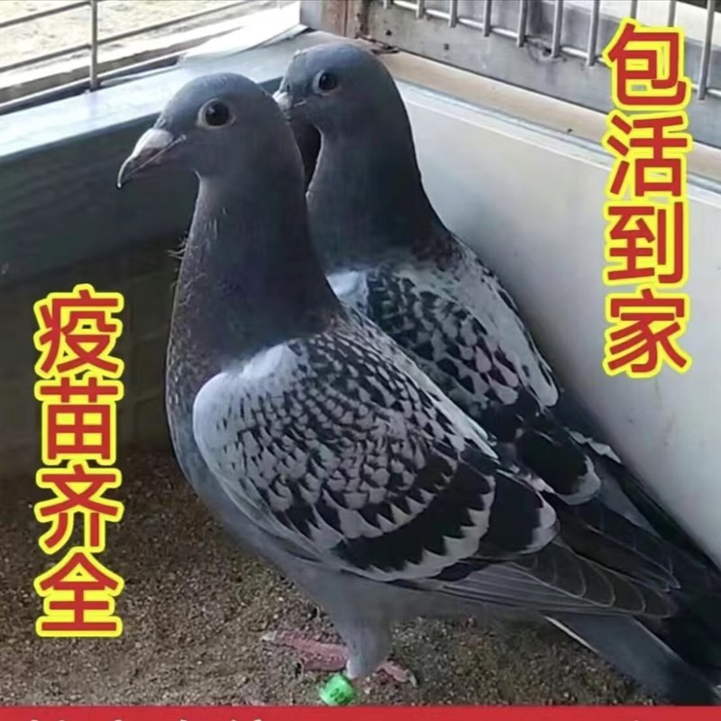 鸽子活体信鸽幼鸽一对 成绩鸽子代 血统幼鸽瓦灰雨点幼鸽包活到家