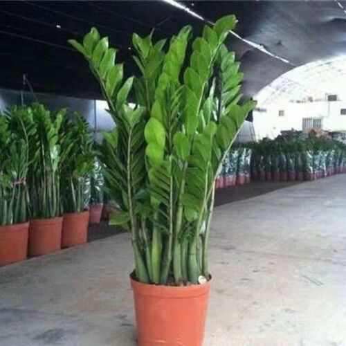 【包成活】金钱树盆栽植物室内花卉大型客厅办公室好养绿植招财树