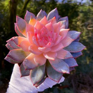 多肉植物 桌面室内美观萌肉净化空气带盆栽好易养殖 彩色粉蓝鸟