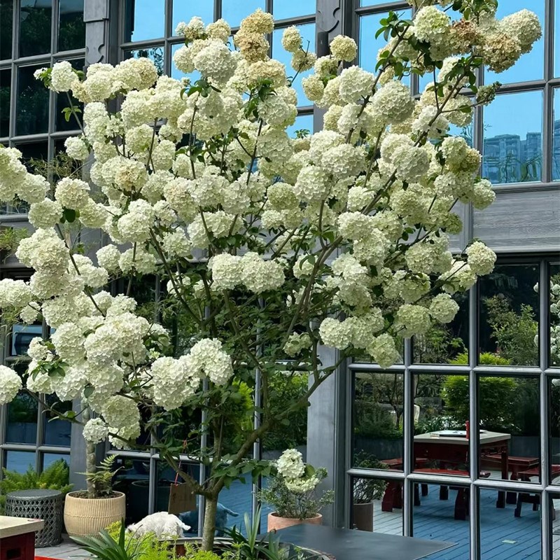 中华木绣球斗球花盆栽苗庭院树苗多年生木本树绣球花花苗花卉植物图片