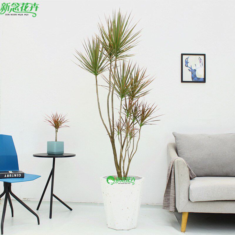 千年木大型盆栽马尾铁好养办公室客厅阳台龙血树植物室内七彩铁