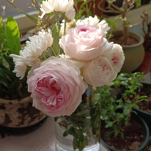 婚礼盒月季花苗大花多季开花盆栽阳台玫瑰花庭院花卉勤花蔷薇植物