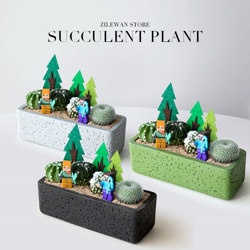 私人绿州仙人掌盆栽创意一片沙漠多肉花卉办公室客厅桌面绿植礼物