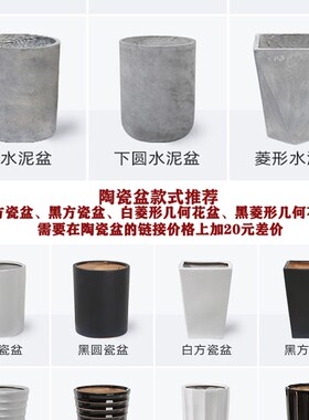 大发财树昆明绿色盆栽大型绿植客厅办公室花卉开业乔迁送礼装饰