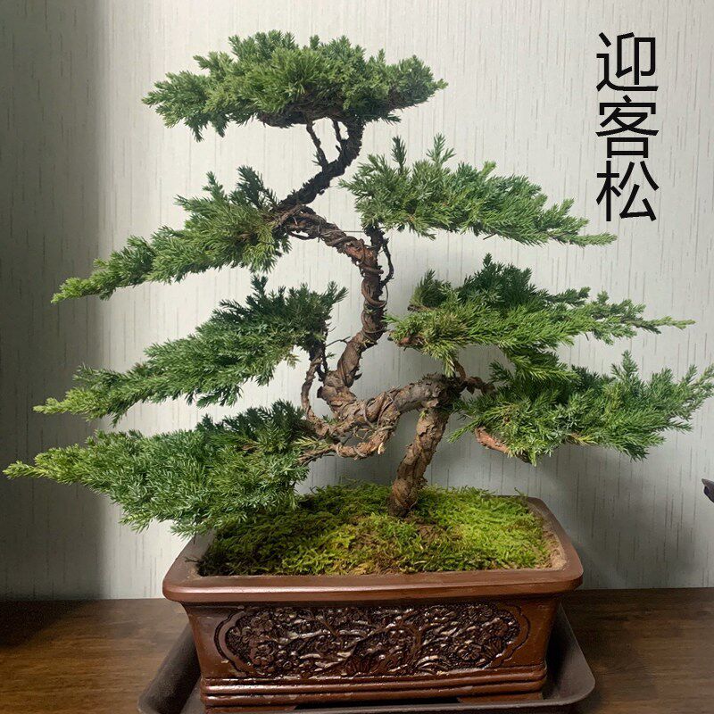 迎客松盆景真树盆栽摆件四季长青办公室书房玄关茶桌绿植造型盆景