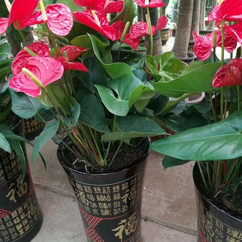 红掌盆栽 白掌粉掌植物室内花卉 观花植物 净化空气  吸甲醇