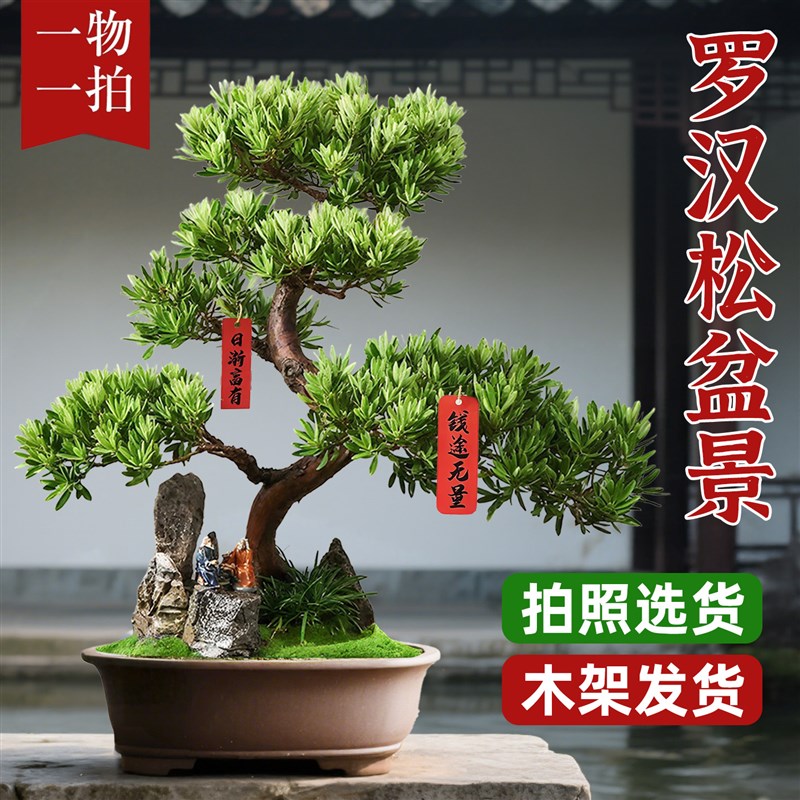 造型罗汉松盆栽花卉塔松盆景办公室绿植桌面客厅室内植物乔迁开业