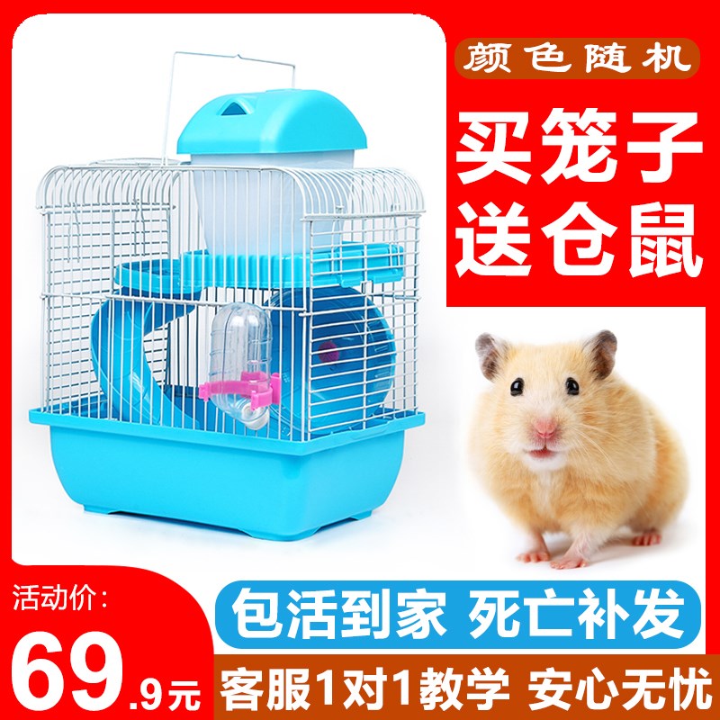 小仓鼠活物送笼子巨型金丝熊类家养宠物小型好养奶茶活体已打疫苗