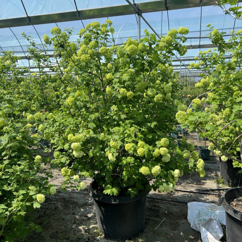 欧洲木绣球大苗树苗玫瑰别墅庭院风景树花苗盆栽别墅花园阳台庭院