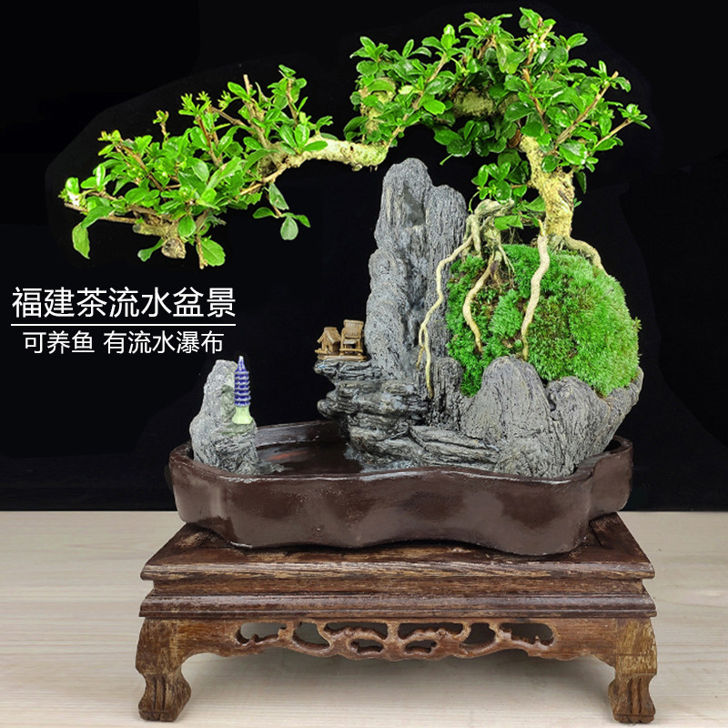 流水老树桩六月雪盆景植物室内福建茶盆栽罗汉松绿植山水假山造景