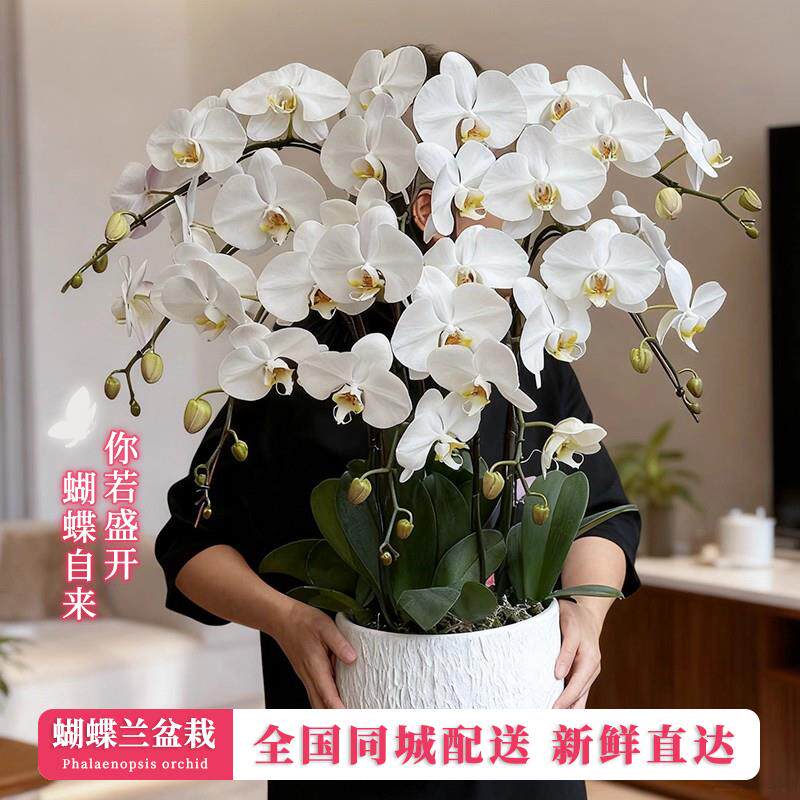 上海蝴蝶兰盆栽带真鲜花速递同城成都南京年宵花开业乔迁花卉深圳