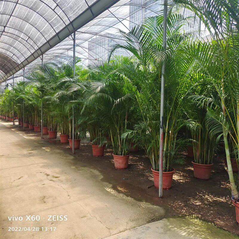 散尾葵老桩凤尾竹基地直销室内客厅庭院绿植盆栽吸甲醛净化客气