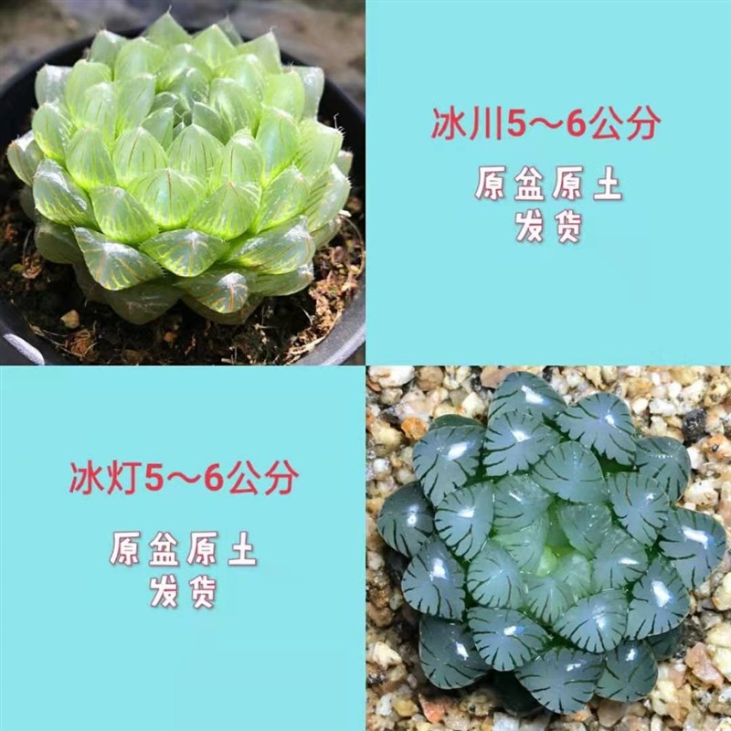 冰灯玉露多肉组合盆栽 室内大颗好养 懒人绿植 冬季开花 多肉花卉
