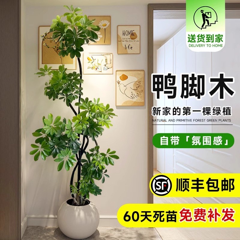 鸭脚木大盆栽八方来财客厅鸭掌木造型真绿植鹅掌柴室内落地式植物