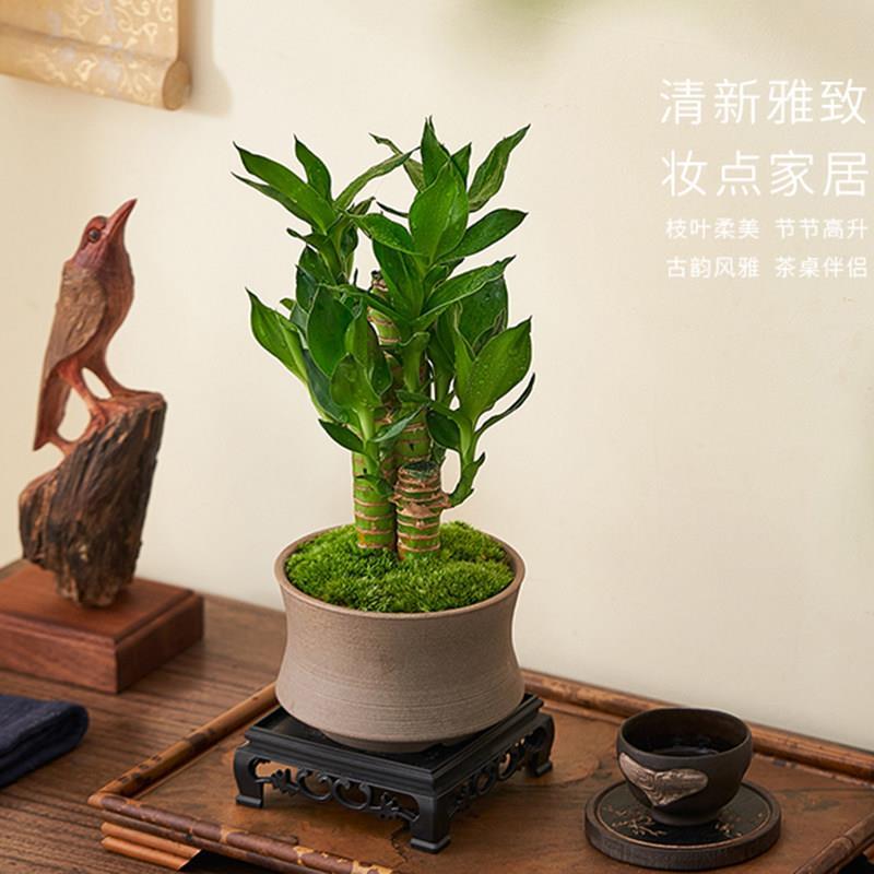 富贵竹室内植物节节高桌面绿植好养步步高花卉文昌竹客厅招财盆栽