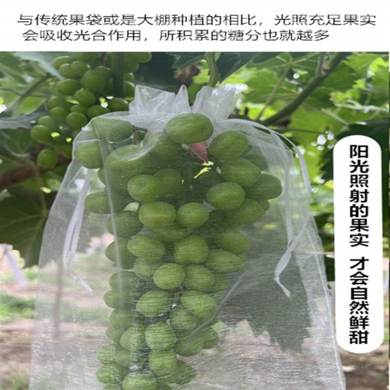 水果防虫保护袋防鸟透光透气草莓套袋瓜果通用网袋纱网套透光透气