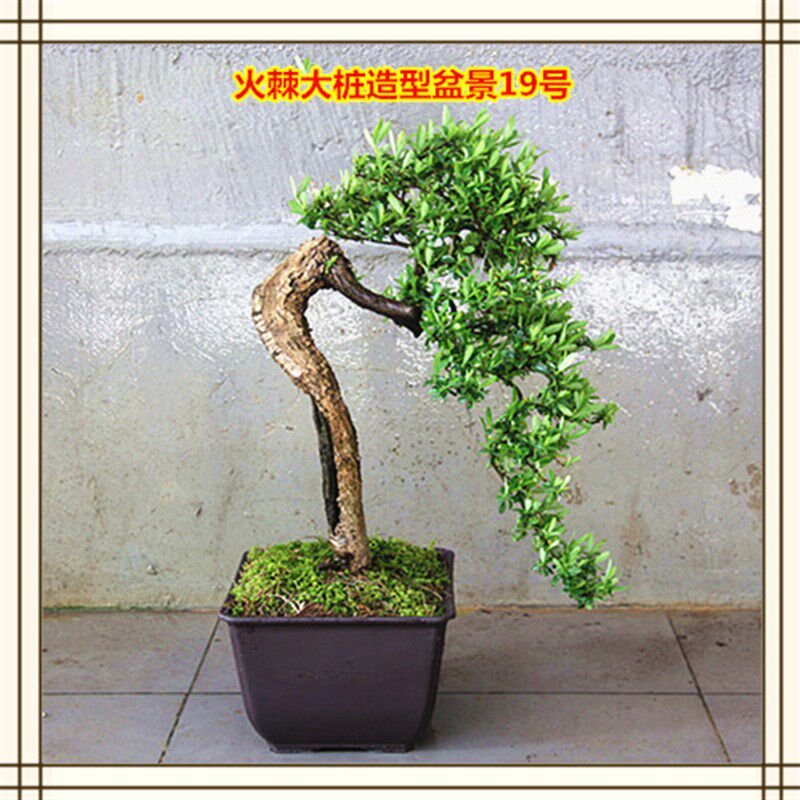 中华蚊母 火棘 九里香 四季桂 腊梅 岩豆 羊奶果 刺梨 栒子盆景