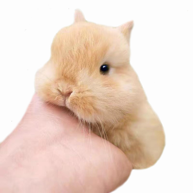 进口血统侏儒兔子活物小鹿黄色山猫纯种荷兰迷你小型宠物兔活体