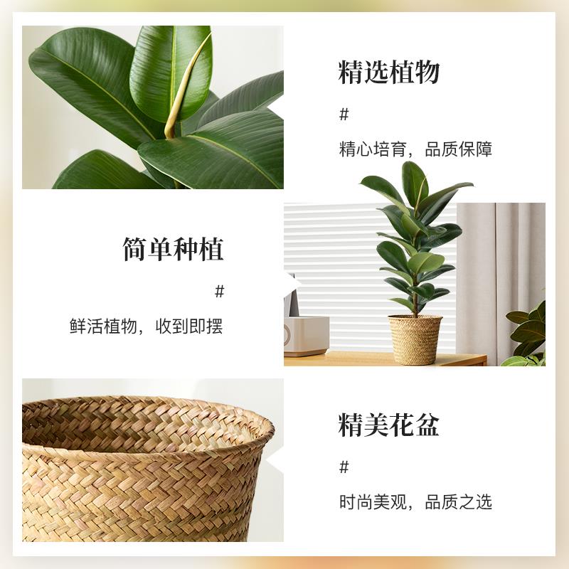 绿金刚橡皮树客厅绿植北欧风大叶植物室内盆栽办公室好养盆景四季