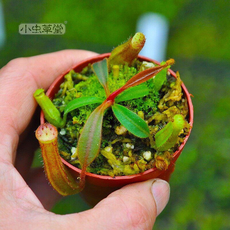 维奇猪笼草 小虫草堂食虫植物实生苗盆栽高地低地食虫草稀有奇趣
