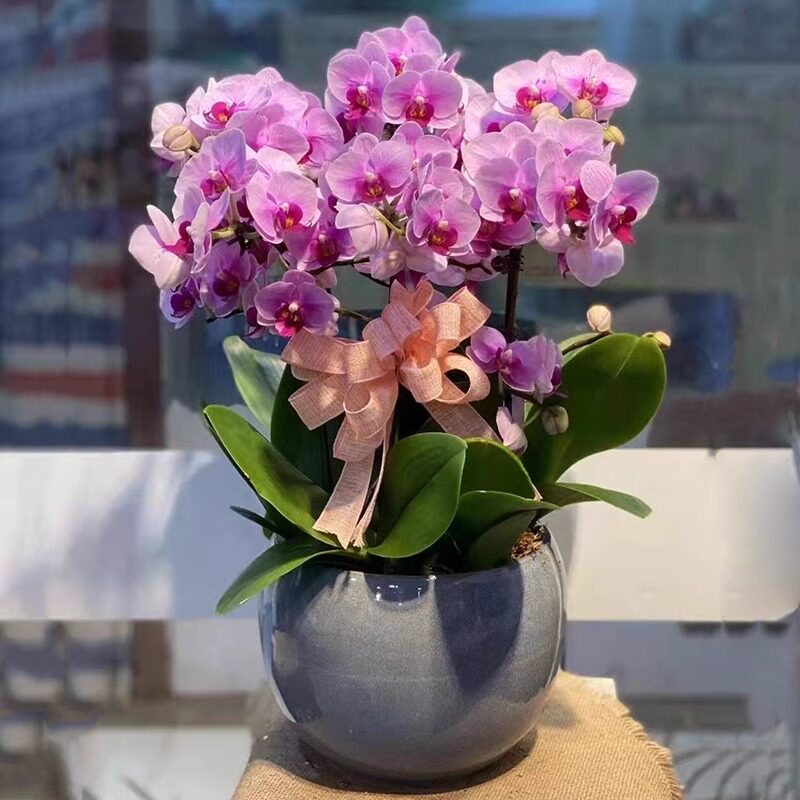 全国蝴蝶兰盆栽鲜花速递同城北京上海杭州乔迁商务生日真花卉配送