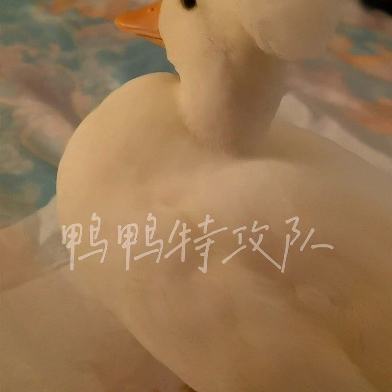白冠赛级柯尔鸭受精蛋包受精包售后孵化养育指导