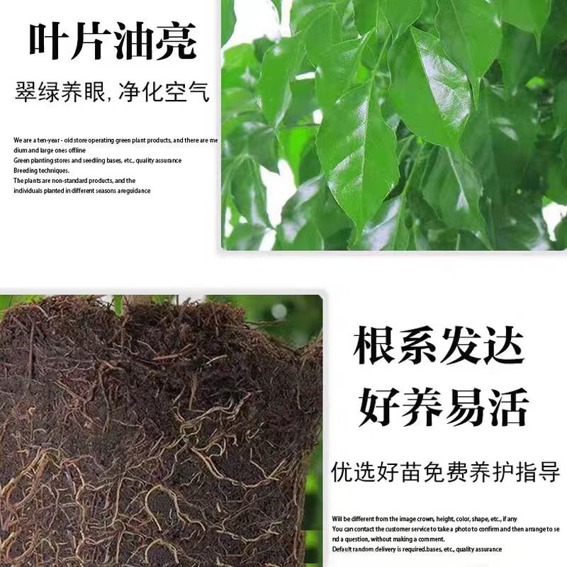 幸福树客厅盆栽大型真绿植老桩独杆绿宝发财树苗办公室内花卉盆景