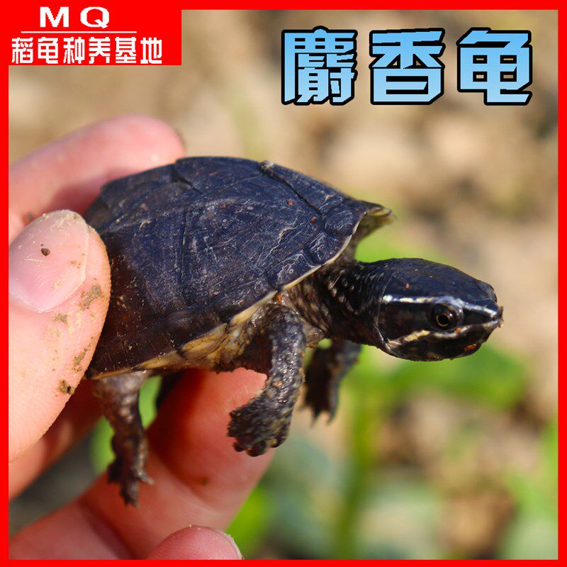 外塘观赏麝香龟苗活体蛋龟深水龟乌龟宠物迷你活物观赏龟好养可爱