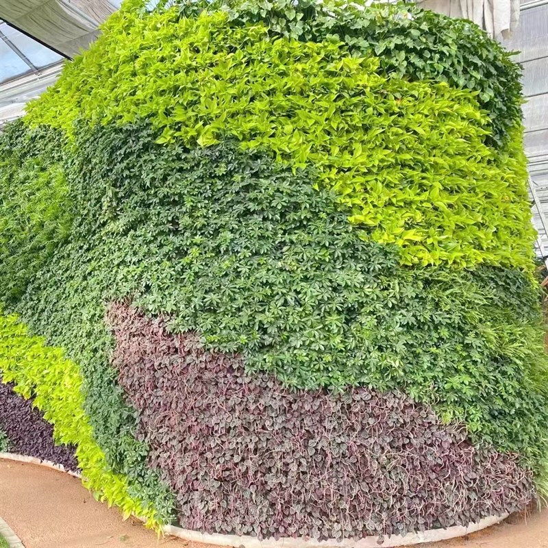垂直绿化植物墙庭院绿化室内植物墙室外壁挂式墙体绿化工程植物墙